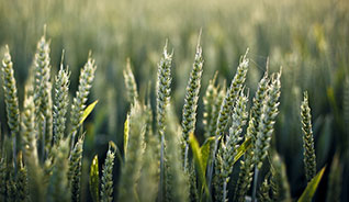 短信在线云呼轰炸